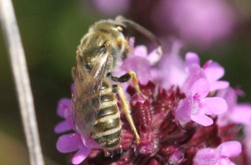 Réf. 307 768 : Seladonia sp.